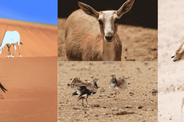 saudi umrah visa from Hyderabad. Saudi visit visa from hyderabad