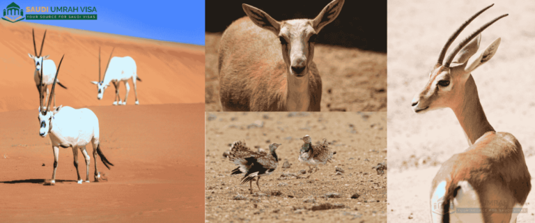 Saudi Wildlife Center Releases 66 Endangered Animals in King Khalid Royal Reserve